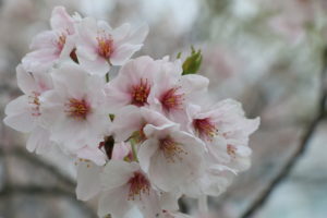 平和大通り　桜